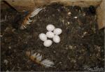 Gyöngybagoly tojások - 2012. április, Dél-Zselic