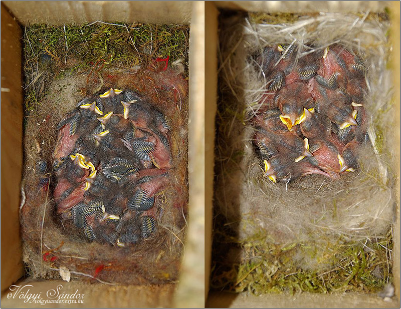 Széncinege fiókák mesterséges fészekodúban - 2012. május, Mecsek